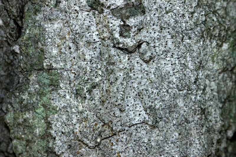 Strigula Lichen photo 2