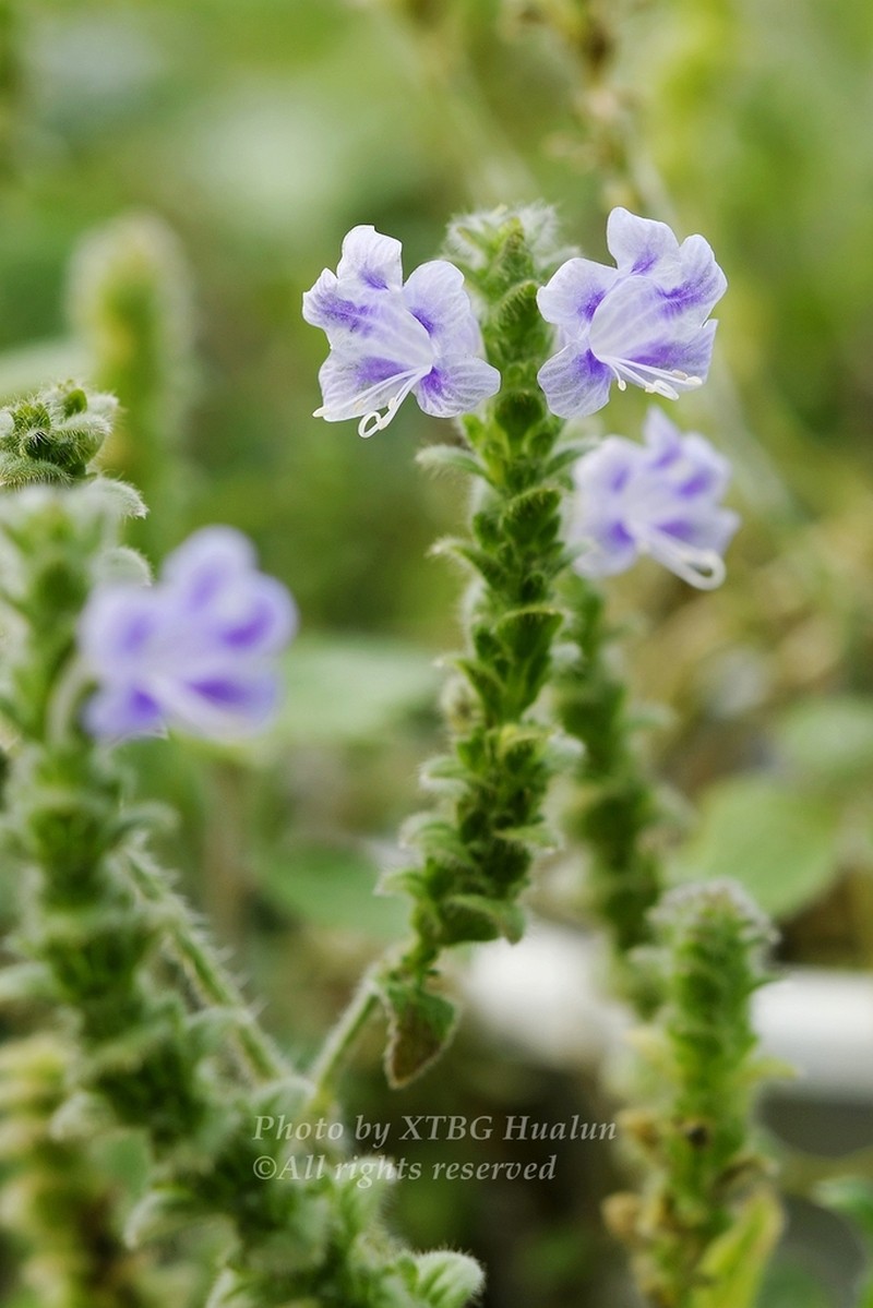 Strobilanthes affinis