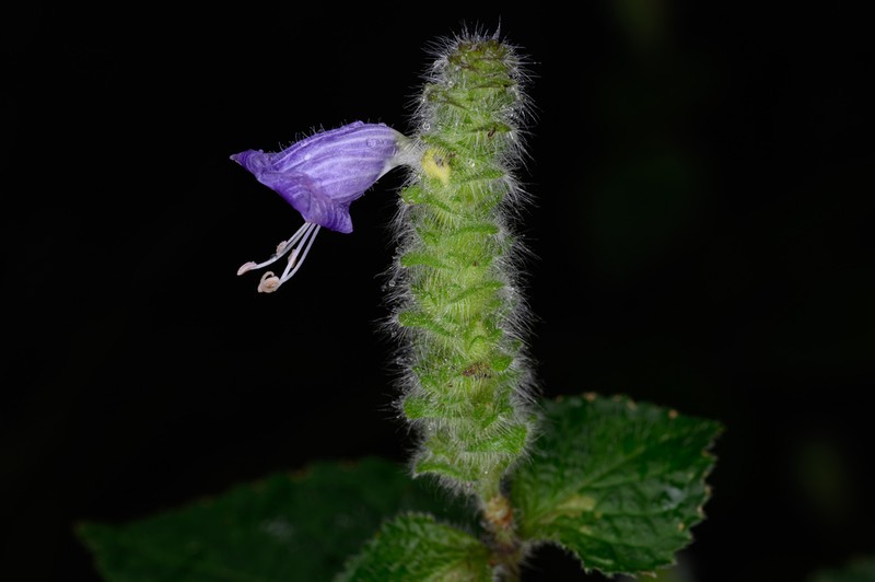 Strobilanthes affinis photo 2