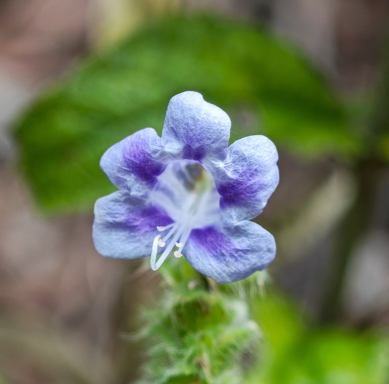 Strobilanthes affinis photo 3
