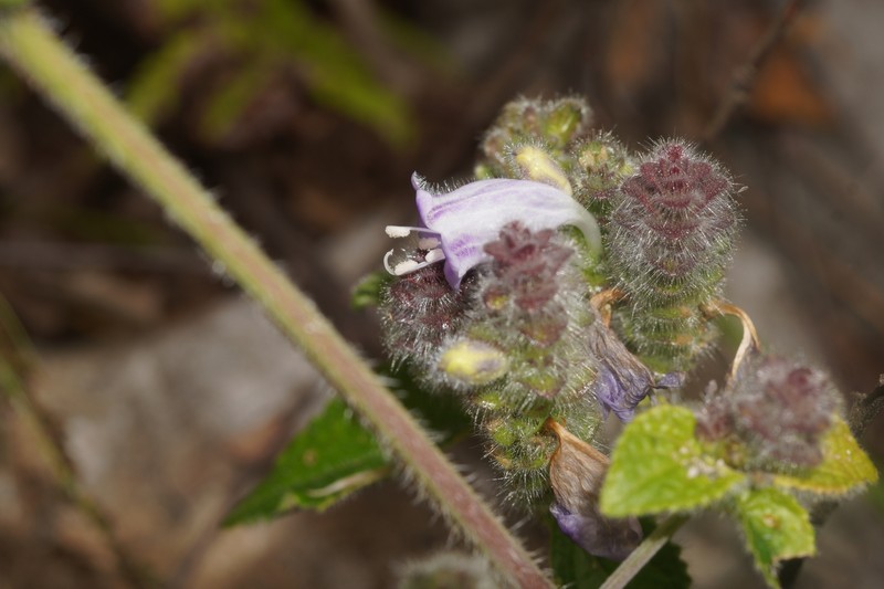 Strobilanthes affinis photo 5