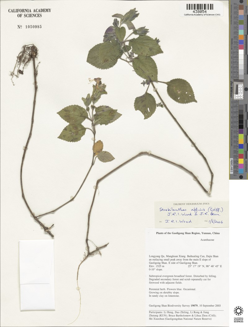 Strobilanthes affinis photo 6