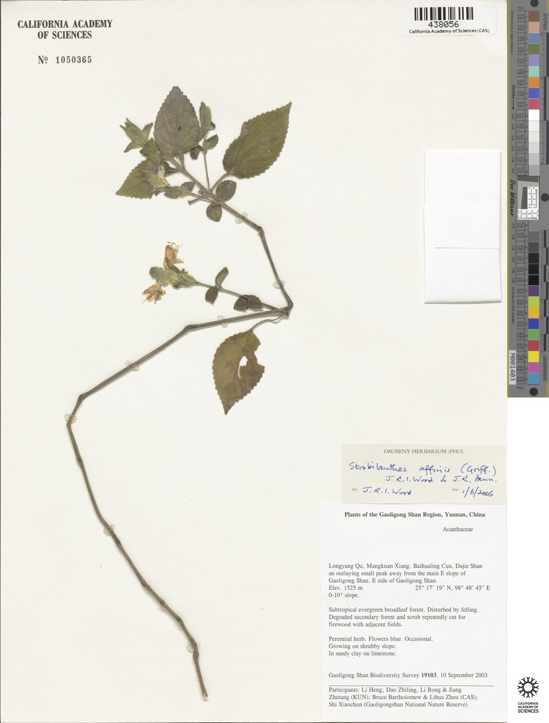 Strobilanthes affinis photo 8