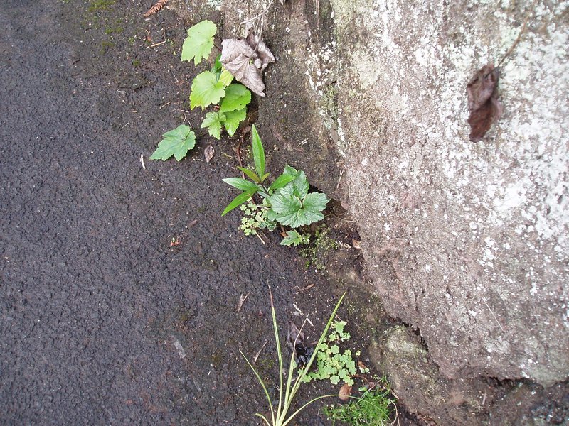 Strobilanthes anisophylla