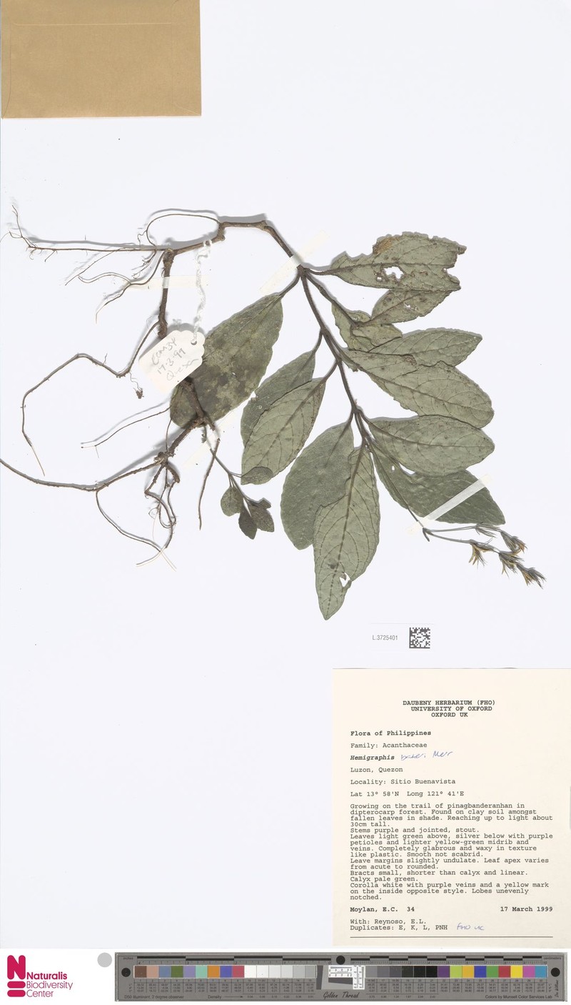 Strobilanthes bakeri