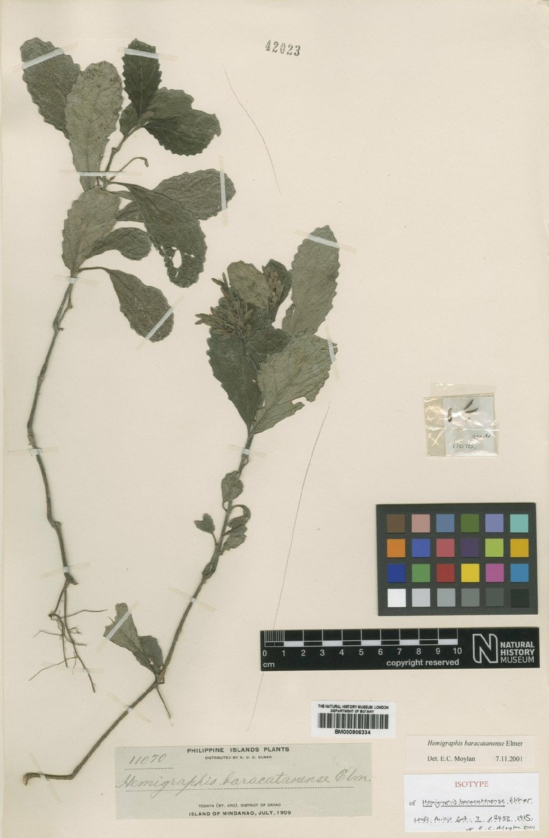 Strobilanthes baracatanensis