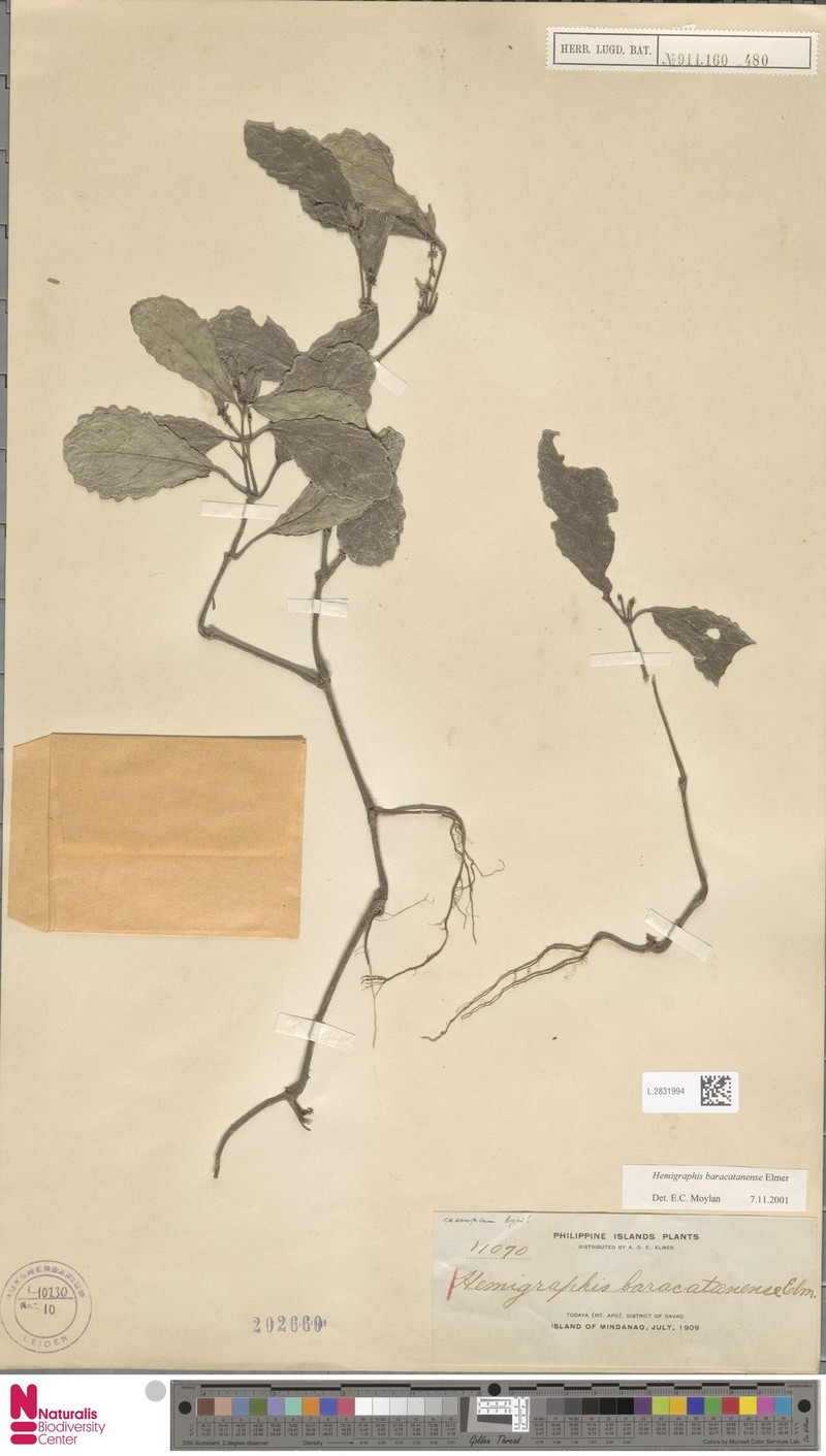 Strobilanthes baracatanensis photo 2