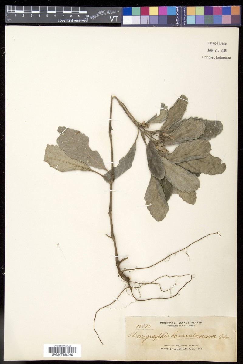 Strobilanthes baracatanensis photo 3