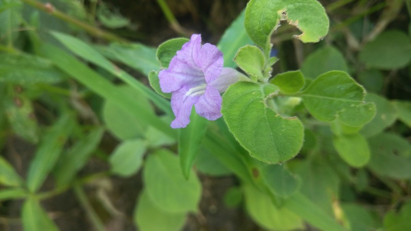 Strobilanthes benthamii