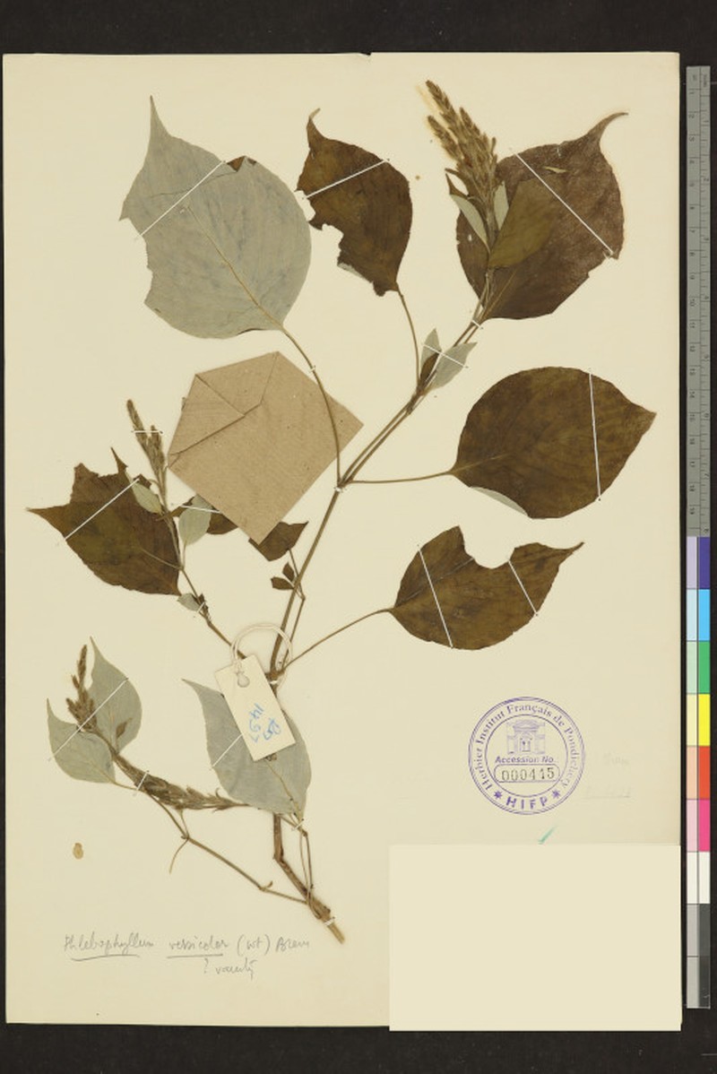 Strobilanthes benthamii photo 2