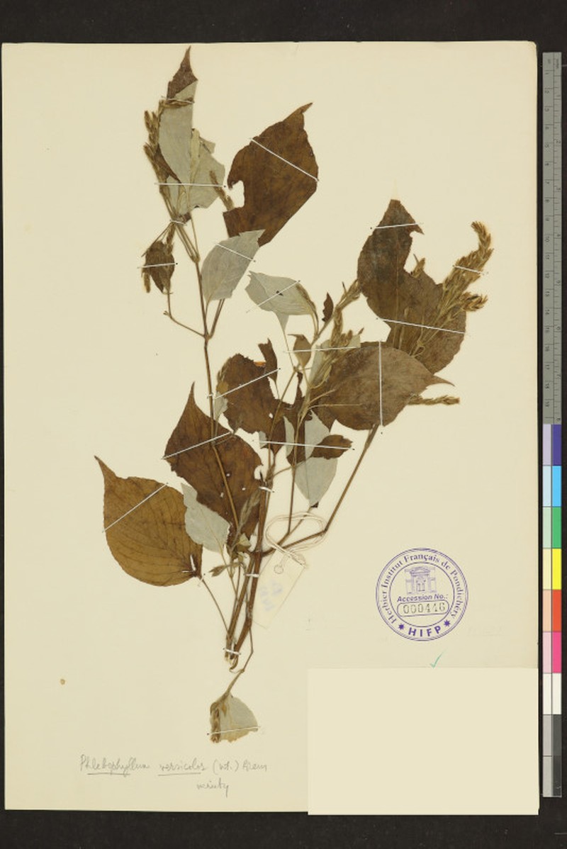 Strobilanthes benthamii photo 3