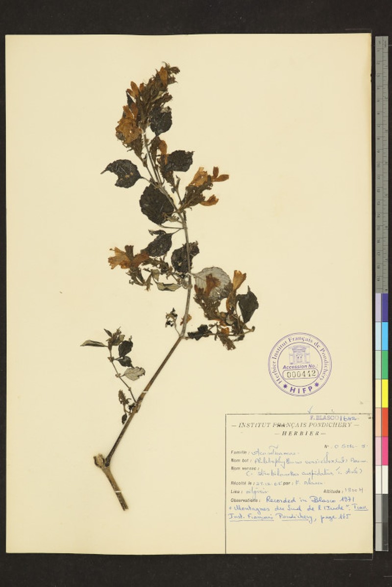 Strobilanthes benthamii photo 4