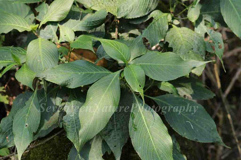 Strobilanthes biocullata