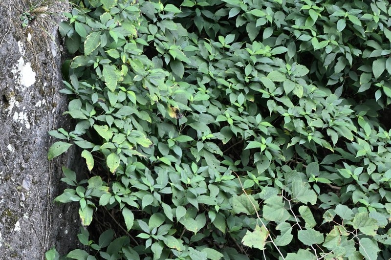 Strobilanthes biocullata photo 2