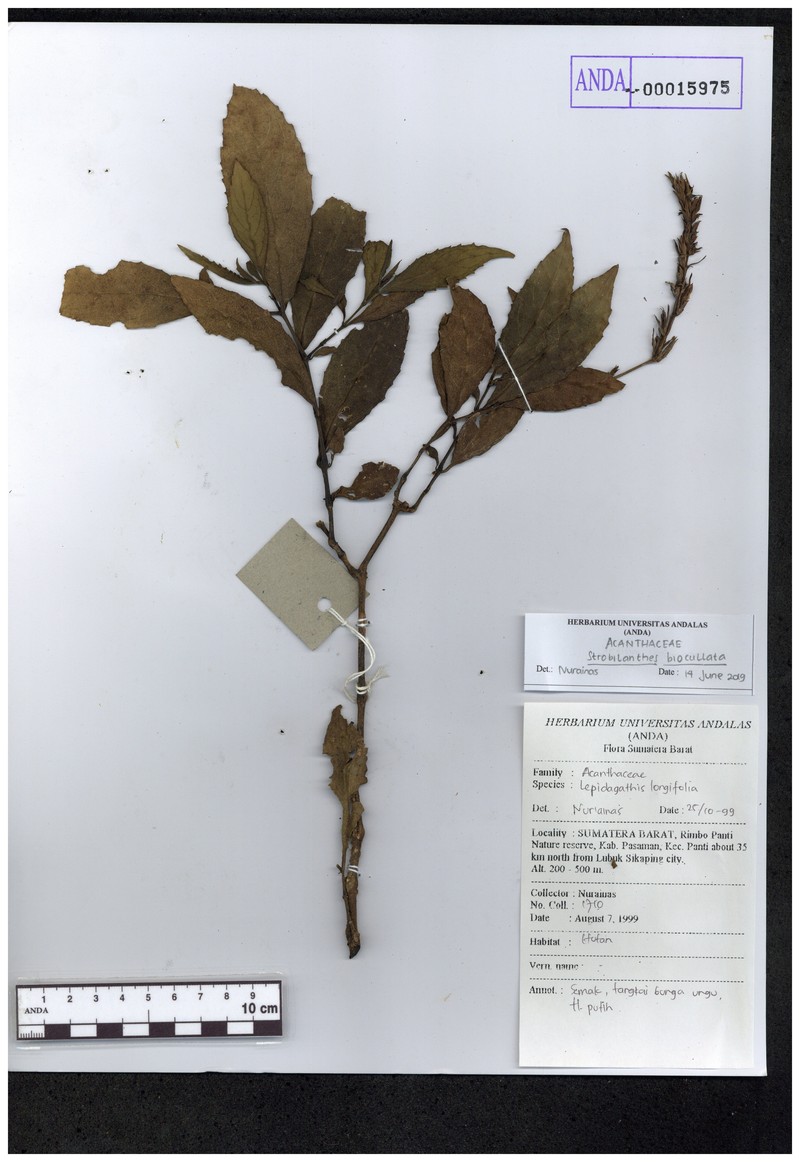 Strobilanthes biocullata photo 3