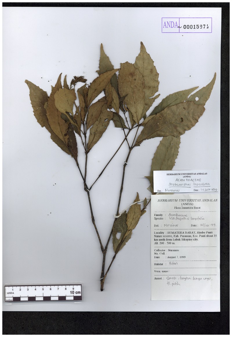 Strobilanthes biocullata photo 4