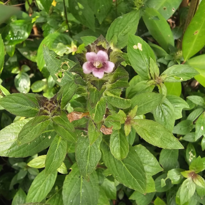 Strobilanthes blumeana