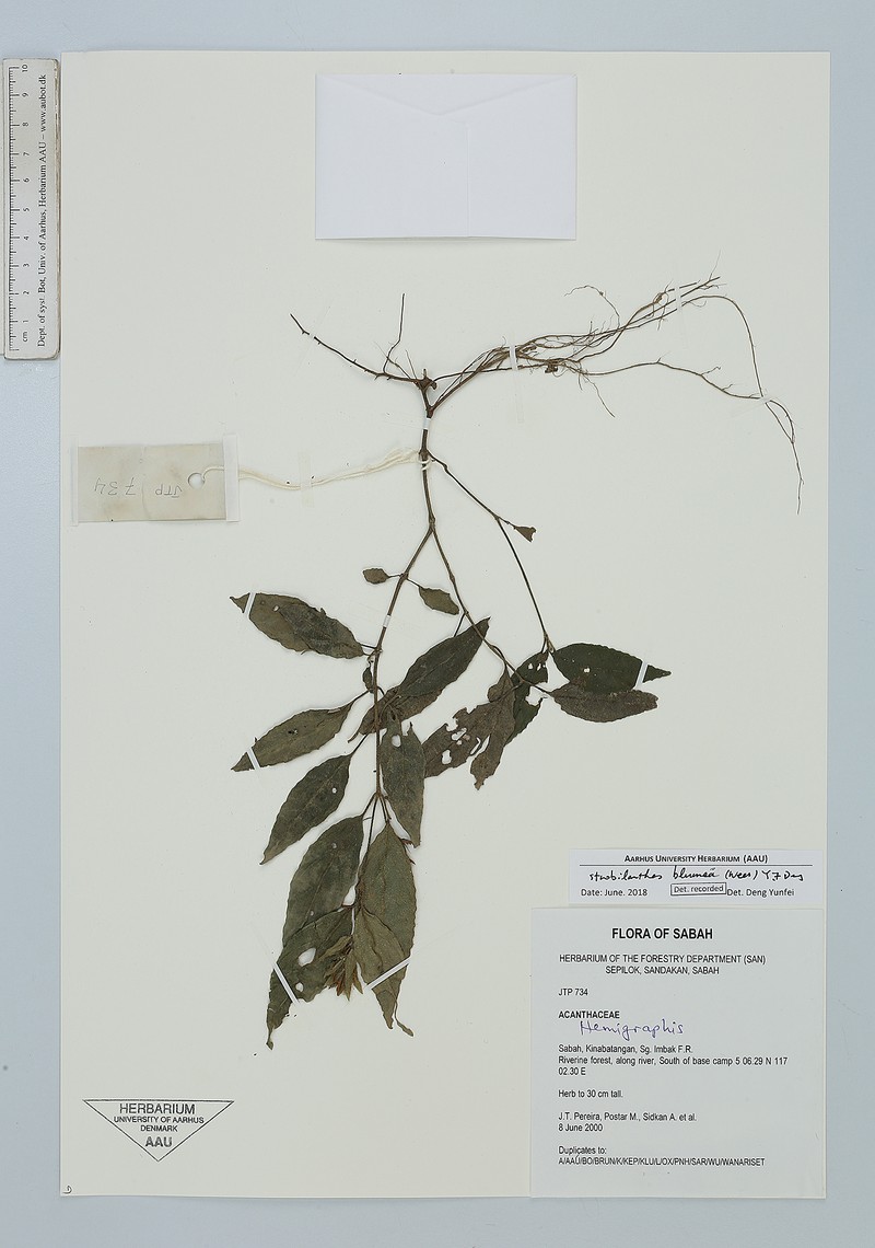 Strobilanthes blumeana photo 2