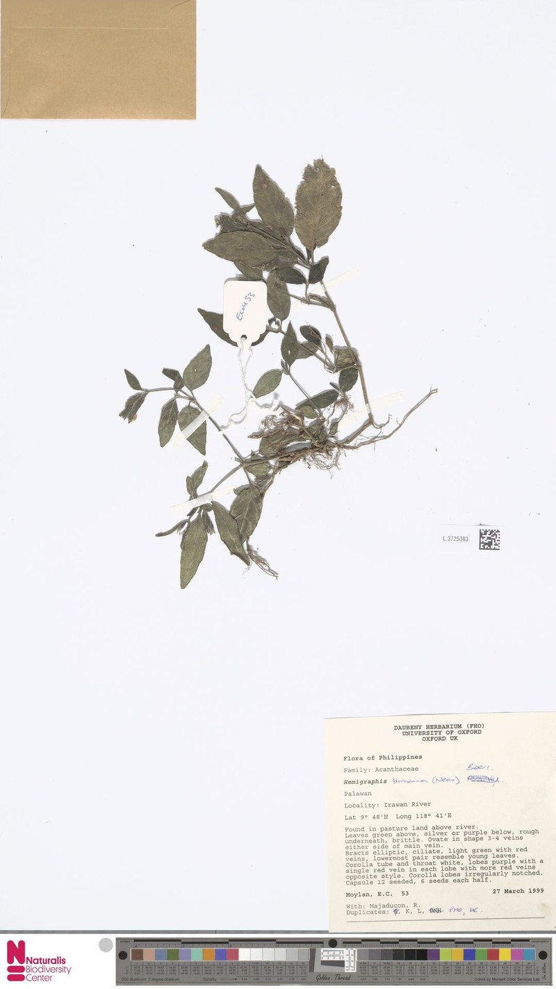 Strobilanthes blumeana photo 4
