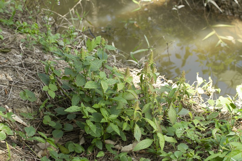Strobilanthes brunelloides photo 2