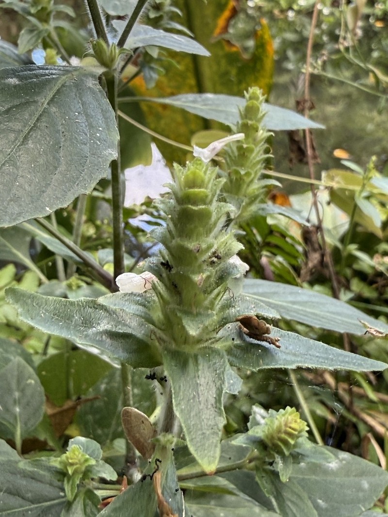 Strobilanthes brunelloides photo 3