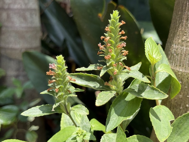 Strobilanthes brunelloides photo 4