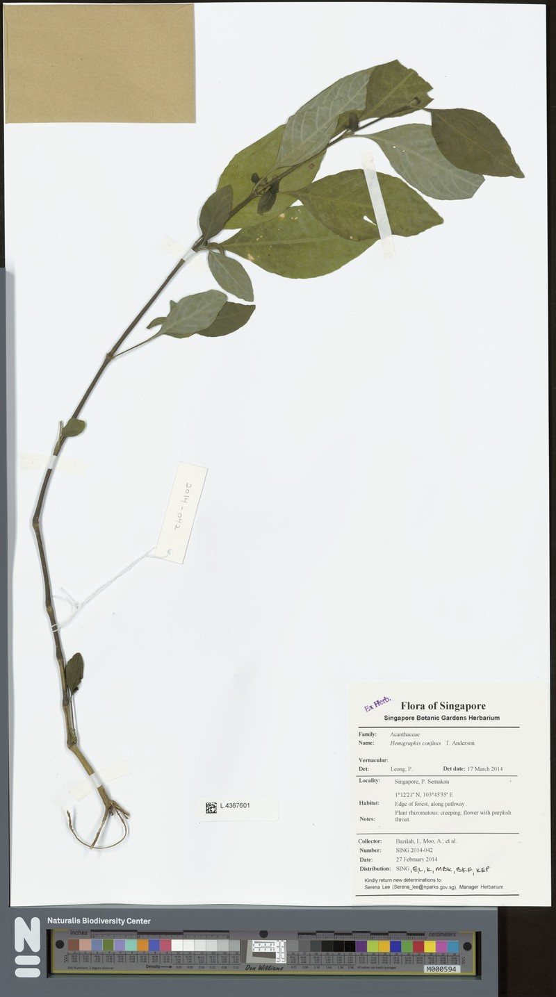 Strobilanthes brunelloides photo 5