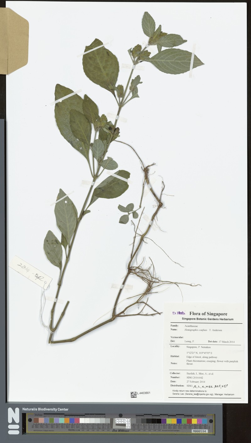Strobilanthes brunelloides photo 6