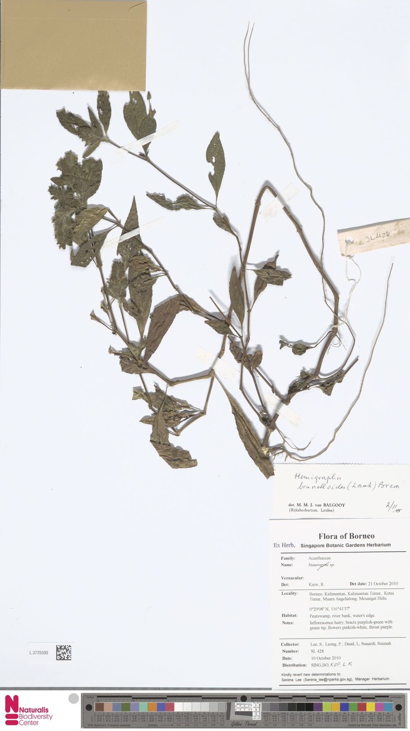 Strobilanthes brunelloides photo 7
