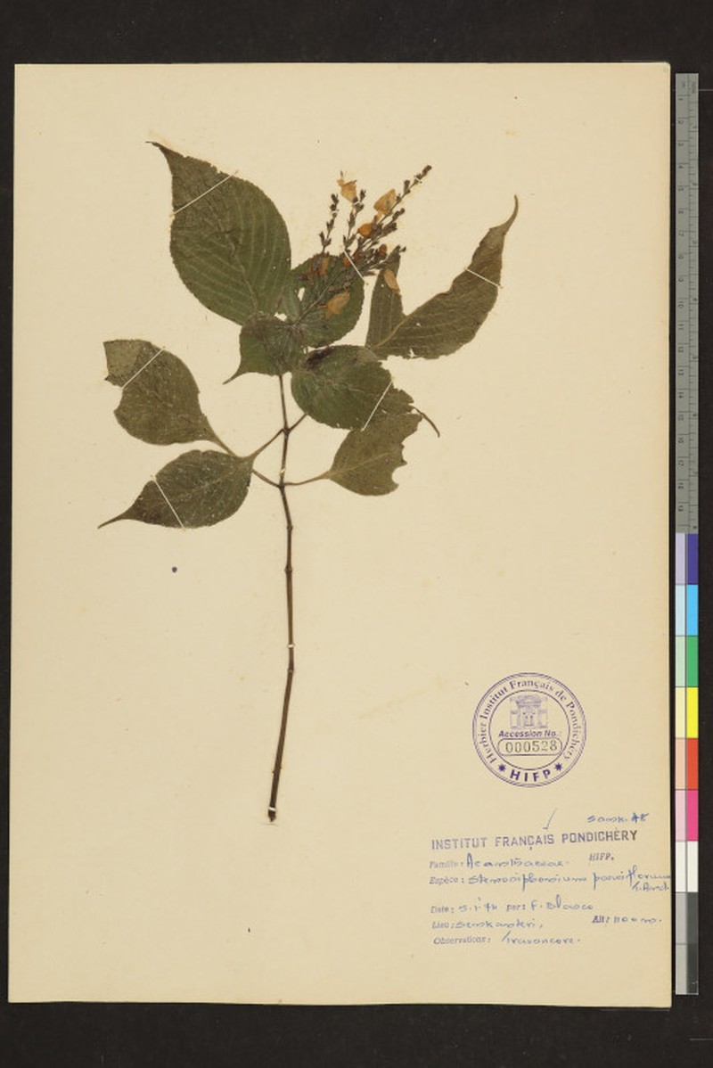 Strobilanthes carinei