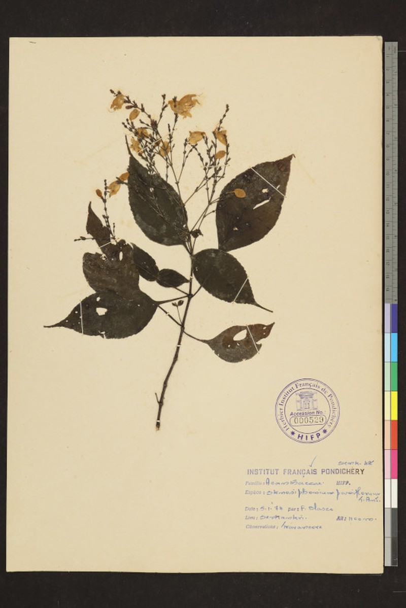 Strobilanthes carinei photo 2