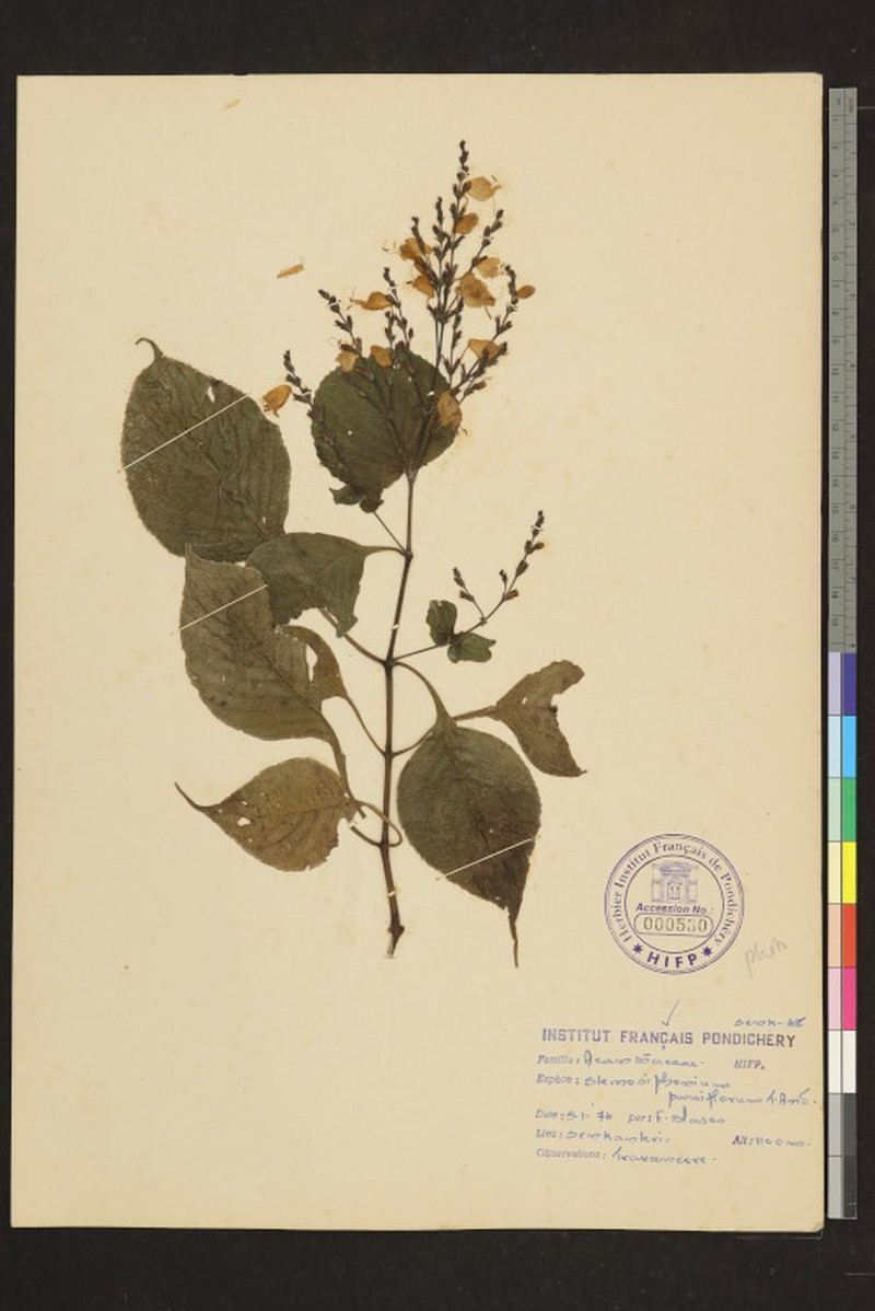 Strobilanthes carinei photo 3