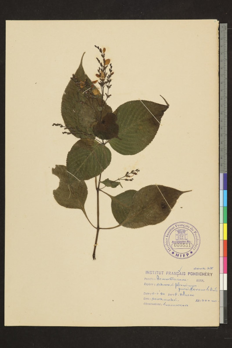 Strobilanthes carinei photo 4