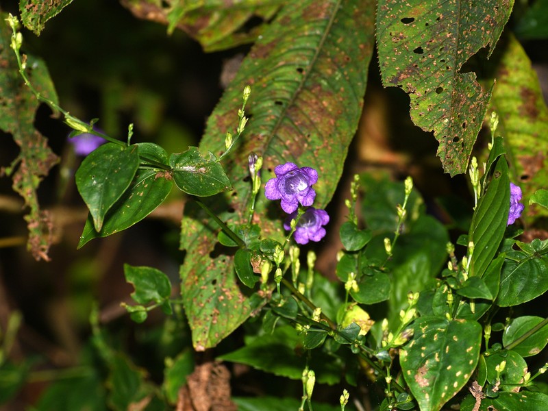 Strobilanthes cordifolia photo 2