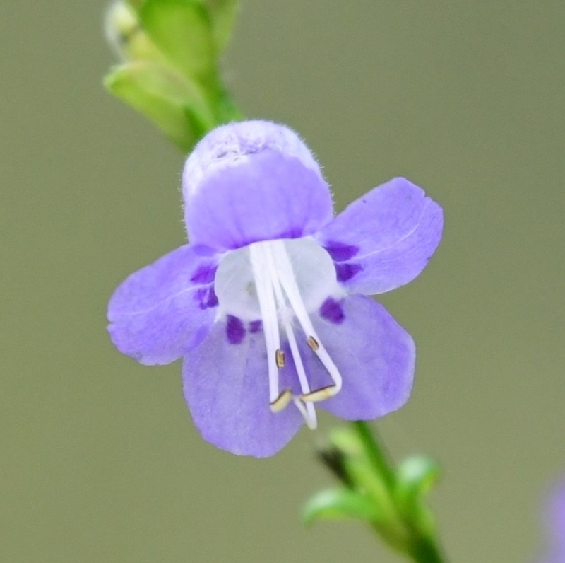 Strobilanthes cordifolia photo 3