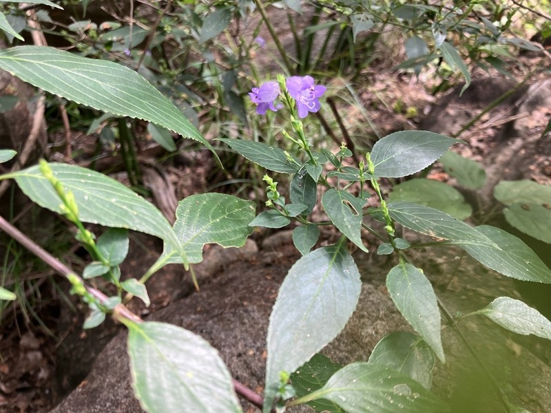 Strobilanthes cordifolia photo 4