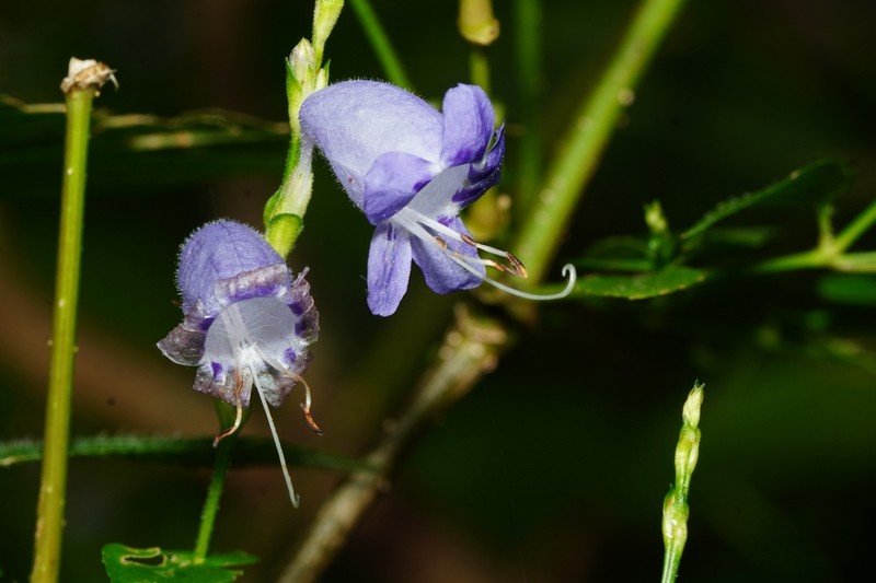 Strobilanthes cordifolia photo 5