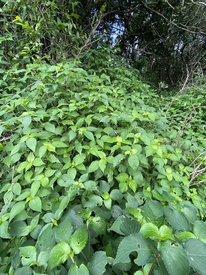 Strobilanthes cordifolia photo 6