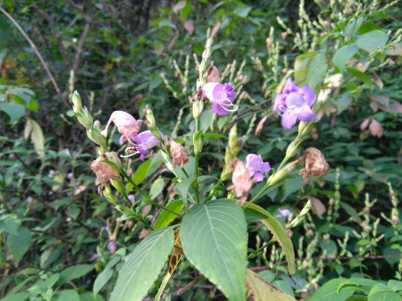Strobilanthes cordifolia photo 7