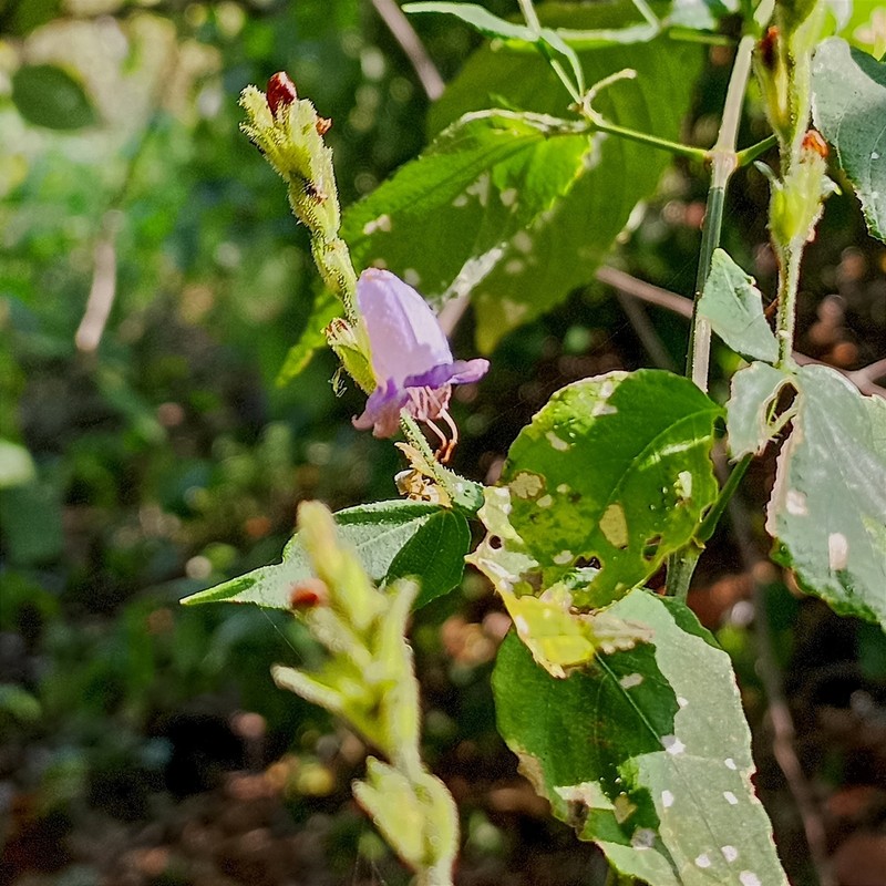 Strobilanthes cordifolia photo 8