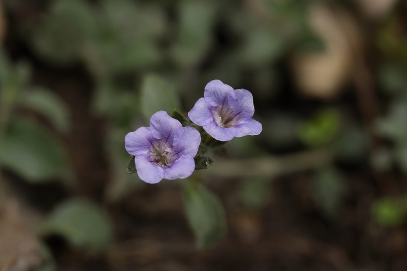 Strobilanthes crossandra