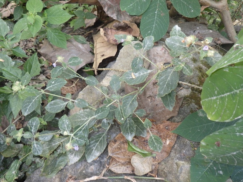 Strobilanthes crossandra photo 4