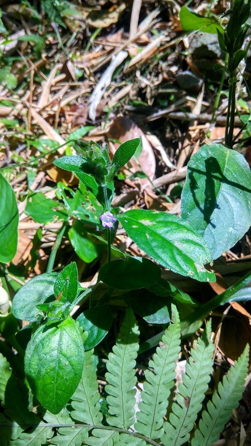 Strobilanthes crossandra photo 5