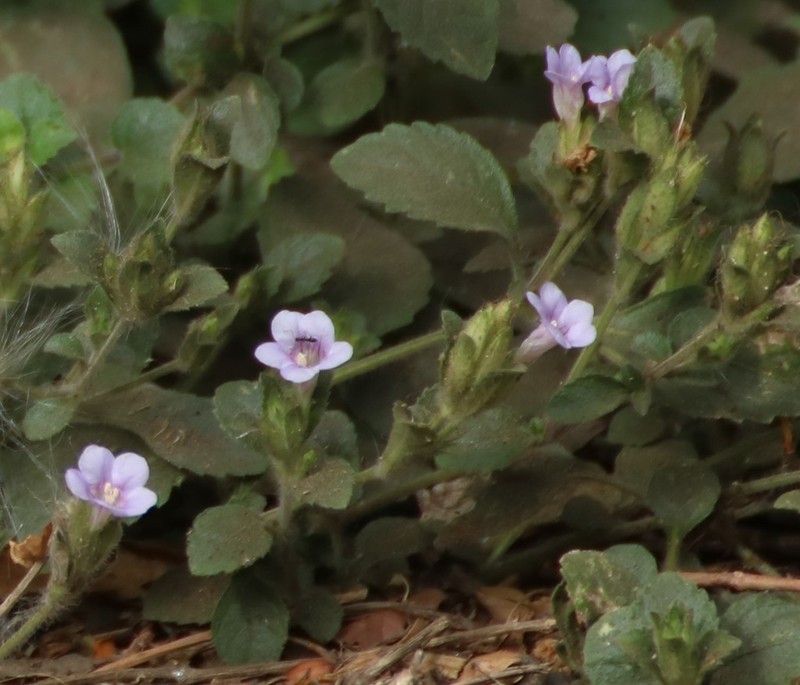 Strobilanthes crossandra photo 6