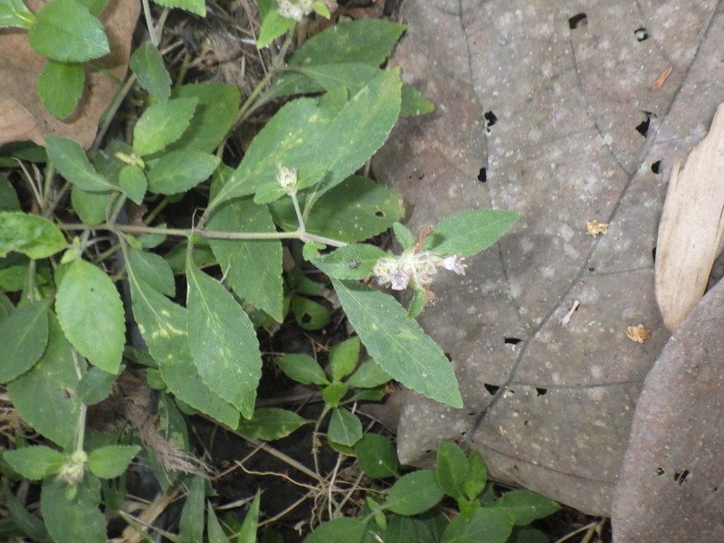 Strobilanthes crossandra photo 7