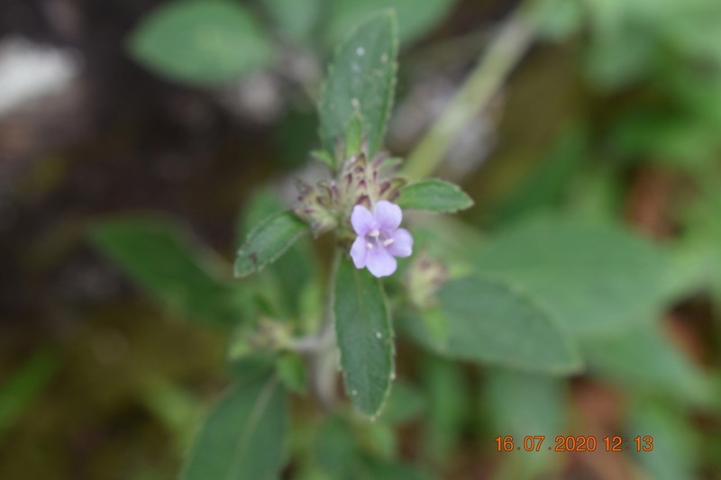 Strobilanthes crossandra photo 8