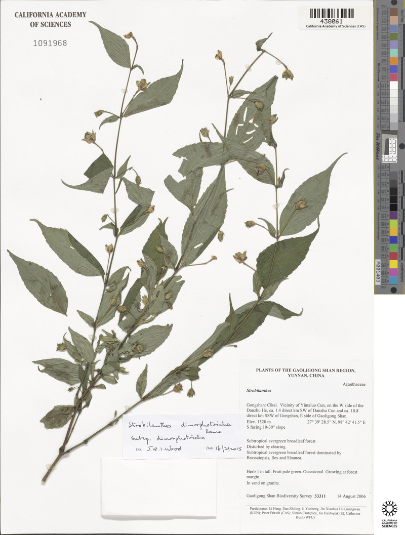 Strobilanthes dimorphotricha subsp. dimorphotricha
