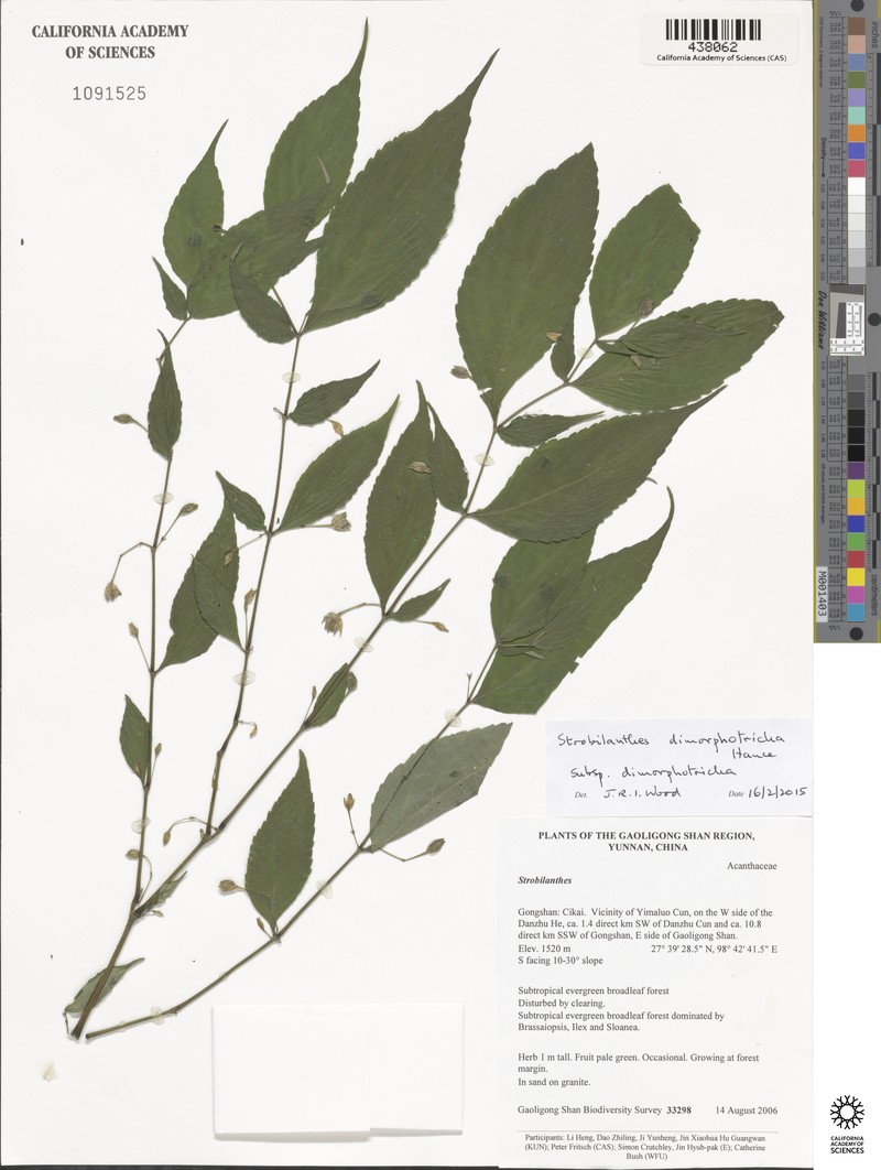 Strobilanthes dimorphotricha subsp. dimorphotricha photo 2