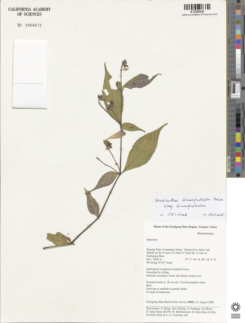 Strobilanthes dimorphotricha subsp. dimorphotricha photo 3