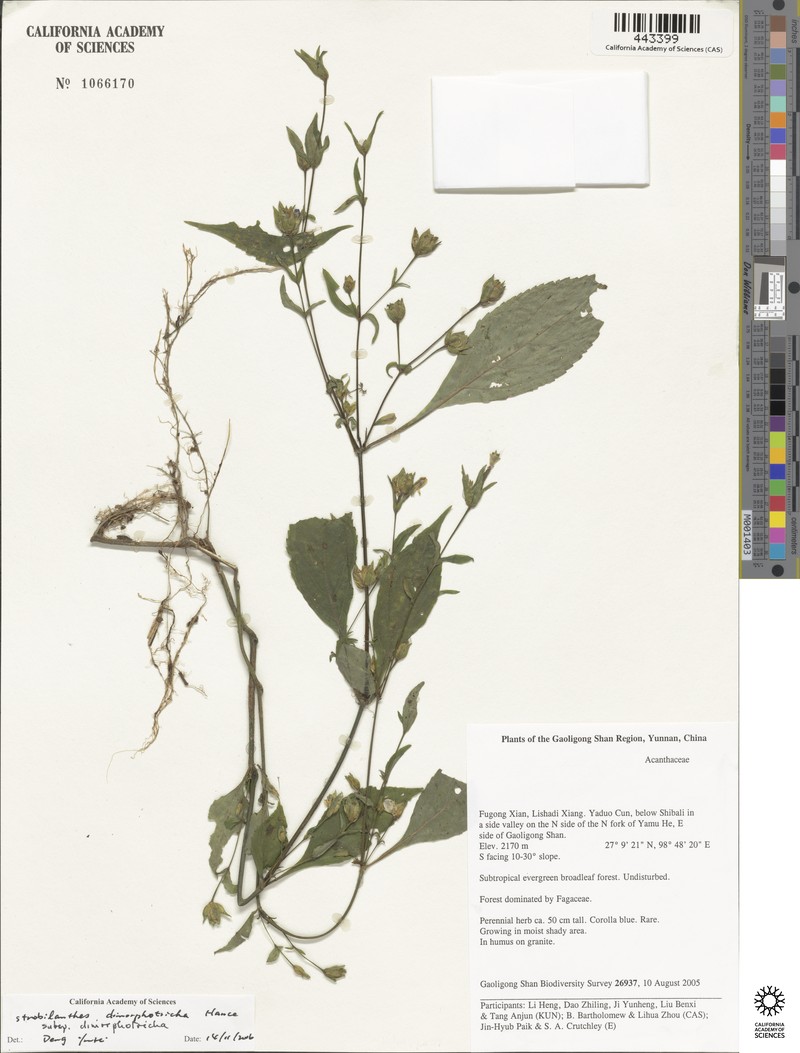 Strobilanthes dimorphotricha subsp. dimorphotricha photo 4